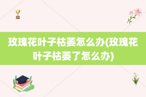 玫瑰花叶子枯萎怎么办(玫瑰花叶子枯萎了怎么办)