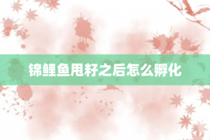 锦鲤鱼甩籽之后怎么孵化