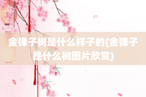 金弹子树是什么样子的(金弹子是什么树图片欣赏)