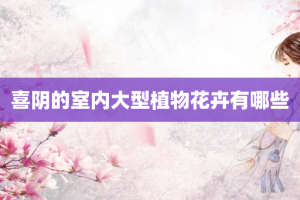 喜阴的室内大型植物花卉有哪些