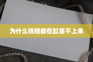 为什么锦鲤都在缸底不上来