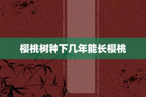 樱桃树种下几年能长樱桃
