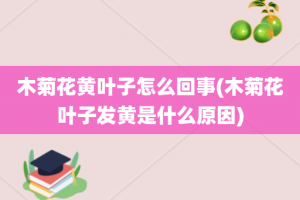 木菊花黄叶子怎么回事(木菊花叶子发黄是什么原因)