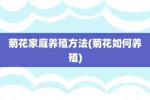 菊花家庭养殖方法(菊花如何养殖)