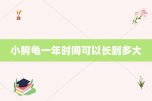 小鳄龟一年时间可以长到多大
