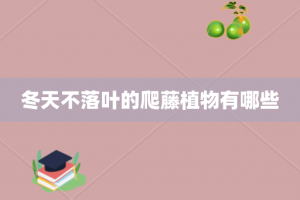 冬天不落叶的爬藤植物有哪些
