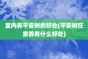 室内养平安树的好处(平安树在家养有什么好处)