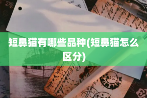 短鼻猫有哪些品种(短鼻猫怎么区分)