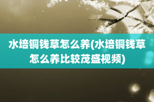 水培铜钱草怎么养(水培铜钱草怎么养比较茂盛视频)