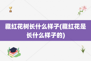 藏红花树长什么样子(藏红花是长什么样子的)