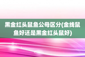 黑金红头鼠鱼公母区分(金线鼠鱼好还是黑金红头鼠好)