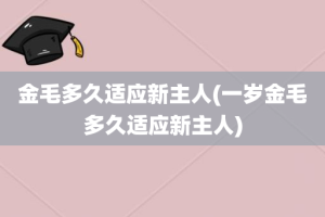 金毛多久适应新主人(一岁金毛多久适应新主人)