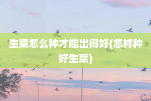 生菜怎么种才能出得好(怎样种好生菜)