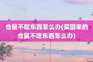 仓鼠不吃东西怎么办(买回来的仓鼠不吃东西怎么办)