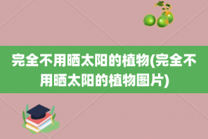 完全不用晒太阳的植物(完全不用晒太阳的植物图片)