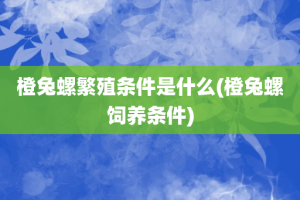 橙兔螺繁殖条件是什么(橙兔螺饲养条件)