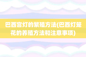 巴西宫灯的繁殖方法(巴西灯笼花的养殖方法和注意事项)