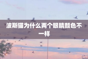 波斯猫为什么两个眼睛颜色不一样