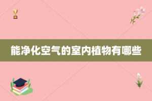 能净化空气的室内植物有哪些