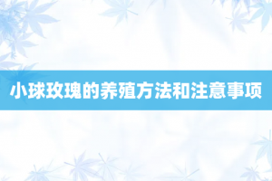 小球玫瑰的养殖方法和注意事项