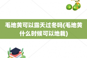 毛地黄可以露天过冬吗(毛地黄什么时候可以地栽)