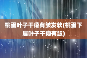 桃蛋叶子干瘪有皱发软(桃蛋下层叶子干瘪有皱)