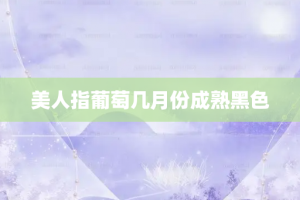 美人指葡萄几月份成熟黑色