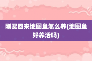 刚买回来地图鱼怎么养(地图鱼好养活吗)