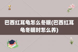 巴西红耳龟怎么冬眠(巴西红耳龟冬眠时怎么养)