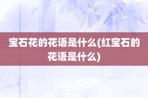 宝石花的花语是什么(红宝石的花语是什么)