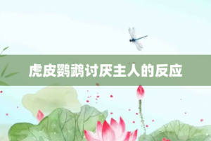 虎皮鹦鹉讨厌主人的反应