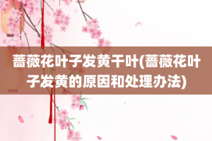 蔷薇花叶子发黄干叶(蔷薇花叶子发黄的原因和处理办法)