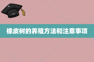 橡皮树的养殖方法和注意事项