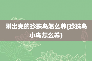 刚出壳的珍珠鸟怎么养(珍珠鸟小鸟怎么养)