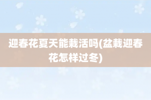 迎春花夏天能栽活吗(盆栽迎春花怎样过冬)