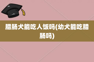 腊肠犬能吃人饭吗(幼犬能吃腊肠吗)