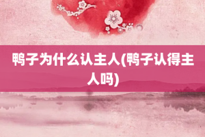 鸭子为什么认主人(鸭子认得主人吗)