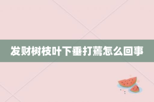 发财树枝叶下垂打蔫怎么回事