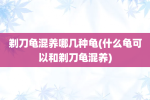 剃刀龟混养哪几种龟(什么龟可以和剃刀龟混养)