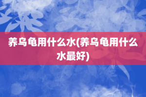养乌龟用什么水(养乌龟用什么水最好)
