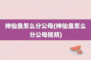神仙鱼怎么分公母(神仙鱼怎么分公母视频)