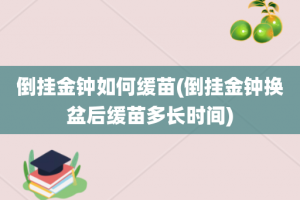 倒挂金钟如何缓苗(倒挂金钟换盆后缓苗多长时间)