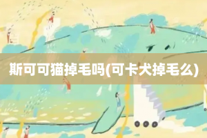 斯可可猫掉毛吗(可卡犬掉毛么)