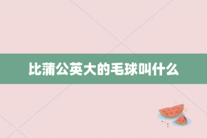 比蒲公英大的毛球叫什么