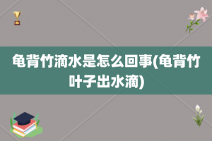 龟背竹滴水是怎么回事(龟背竹叶子出水滴)