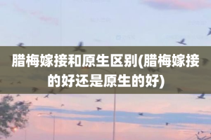 腊梅嫁接和原生区别(腊梅嫁接的好还是原生的好)