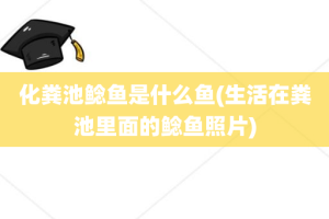 化粪池鲶鱼是什么鱼(生活在粪池里面的鲶鱼照片)