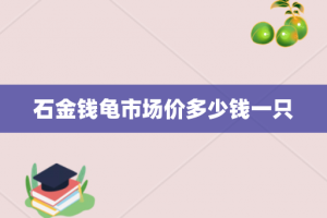 石金钱龟市场价多少钱一只