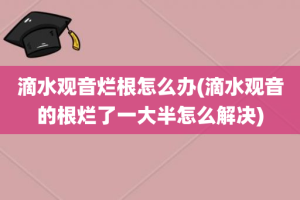 滴水观音烂根怎么办(滴水观音的根烂了一大半怎么解决)