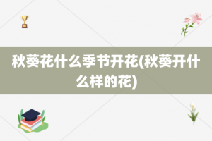 秋葵花什么季节开花(秋葵开什么样的花)